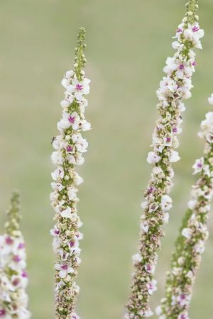 Verbascum chaixii 'Wedding Candles'