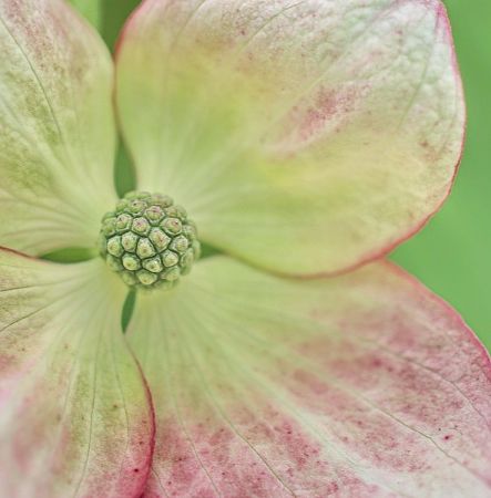 Cornus kousa 'Satomi'