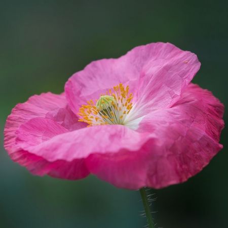 Papaver rhoeas ´Shirley´