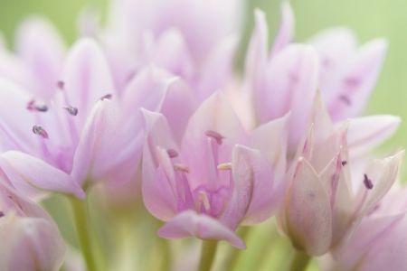 Allium stellatum