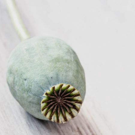 Papaver somniferum 