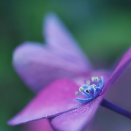Hydrangea macrophylla ´Kardinal´