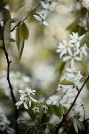Amelanchier lamarckii