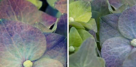 Hydrangea macrophylla 'Kardinal'