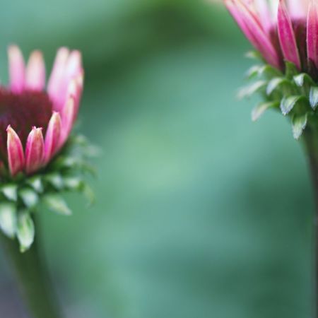 Echinacea purpurea ´Rubinstern