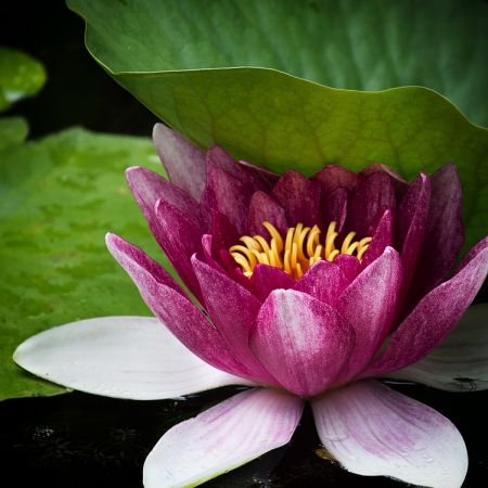 Nymphaea
