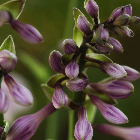 Hosta