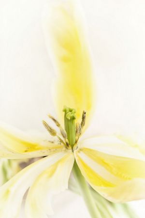 Tulipa