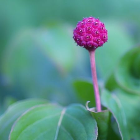 Cornus kousa 'Satomi'