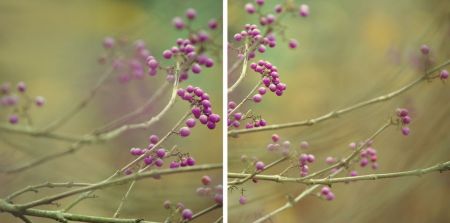 Callicarpa giraldii