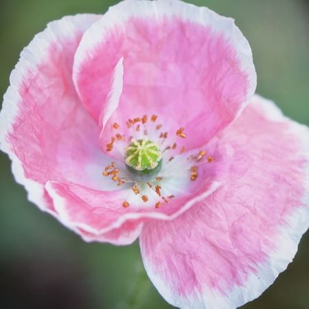 Papaver rhoeas ´Shirley´