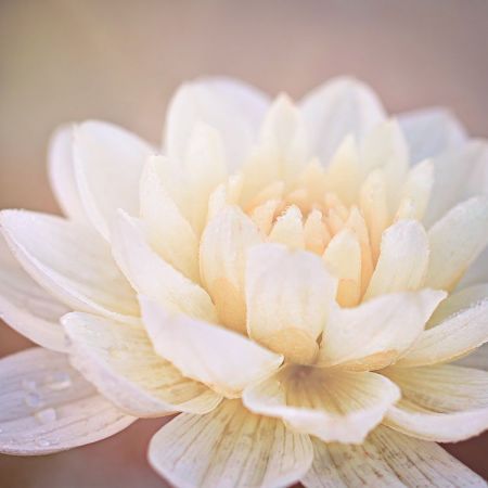Dahlia