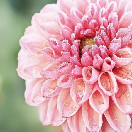 Dahlia