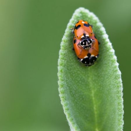 Siebenpunkt-Marienkäfer (Coccinella septempunctata) 