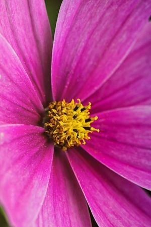 Cosmos bipinnatus