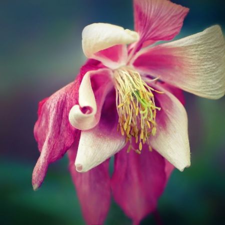 Aquilegia Hybride ´Nora Barlow´