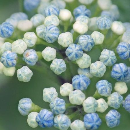 Hydrangea macrophylla 'Kardinal' 