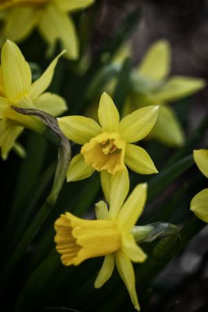 Narcissus pseudonarcissus
