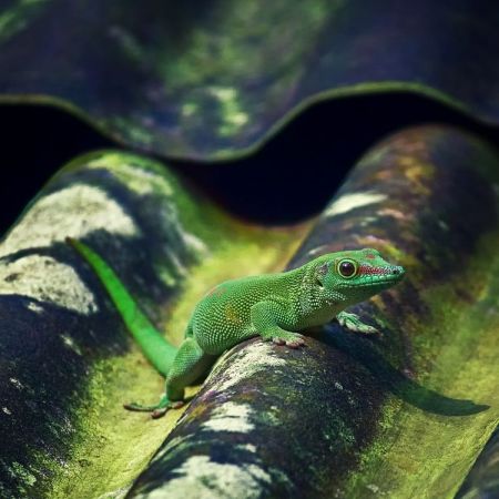 Zoo Zürich, Masoala Regenwald