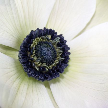 Anemone coronaria