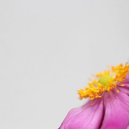 Anemone japonica ´Pamina´