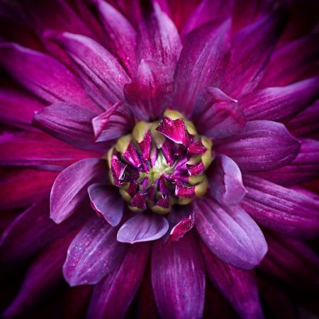 Dahlia