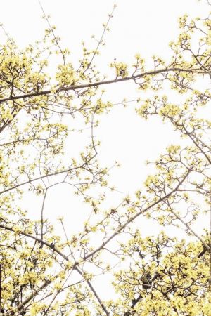 Cornus mas