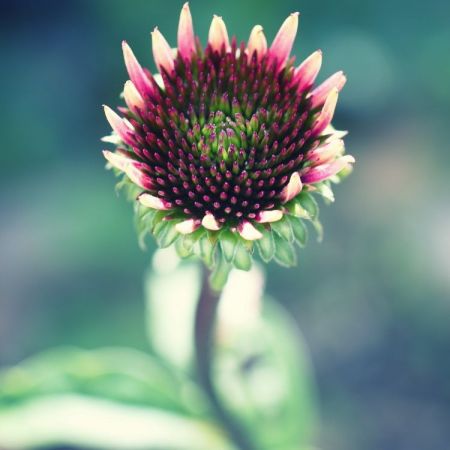 Echinacea purpurea