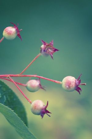 Amelanchier lamarkii