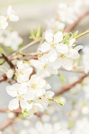 Prunus domestica