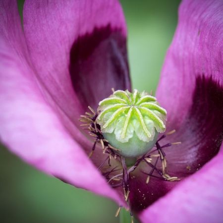 Papaver somniferum