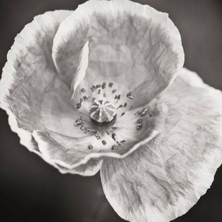 Papaver rhoeas ´Shirley´