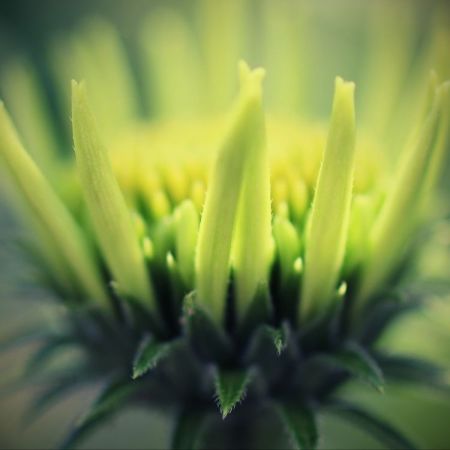 Echinacea-Hybride 'Coconut Lime'