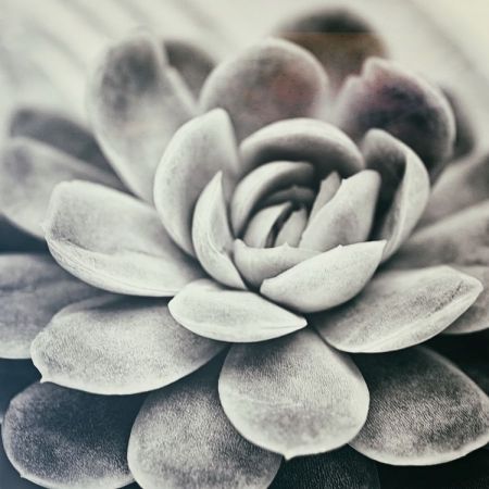 Echeveria