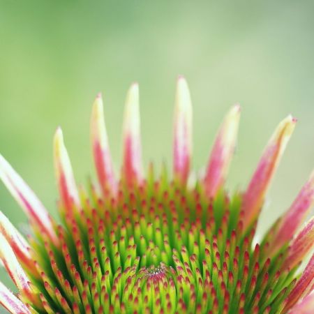 Echinacea purpurea 'Green envy'
