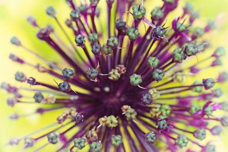 Allium aflatunense 'Purple Sensation'