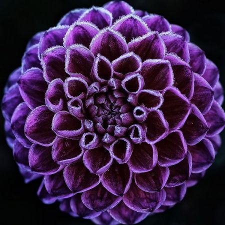 Dahlia
