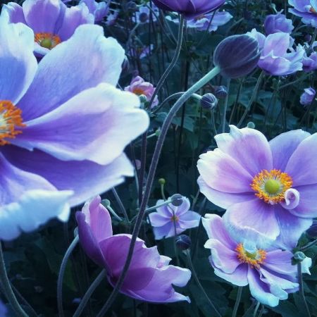 Anemone japonica ´Königin Charlotte´