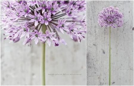 Allium cristophii