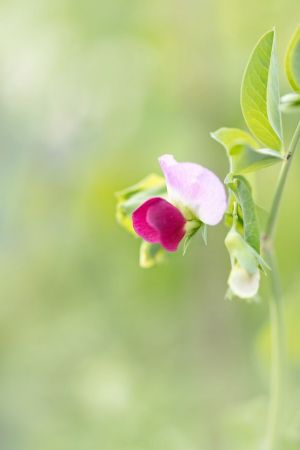 Phaseolus vulgaris