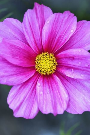 Cosmos bipinnatus