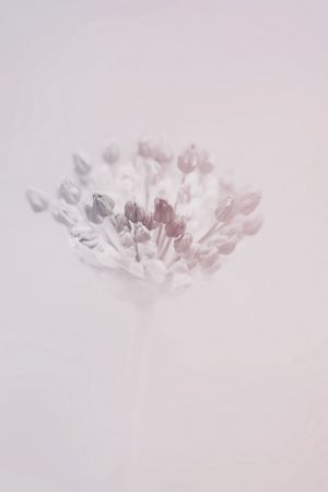 Allium aflatunense ´Purple Sensation´