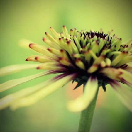 Echinacea Hybride ´Strawberry Shortcake´