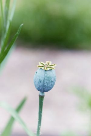 Papaver somniferum 
