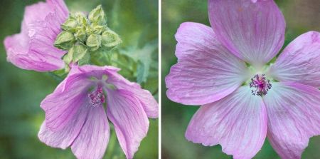 Malva moschata