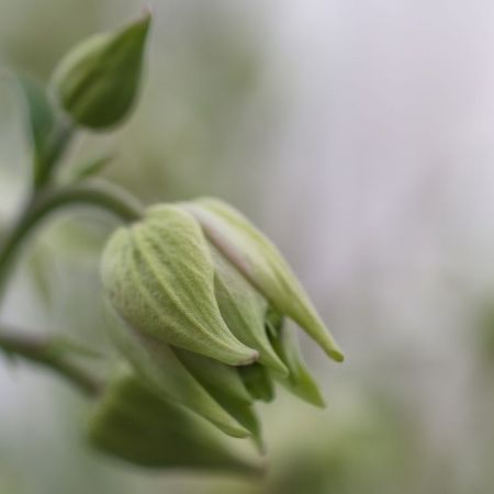 Aquilegia