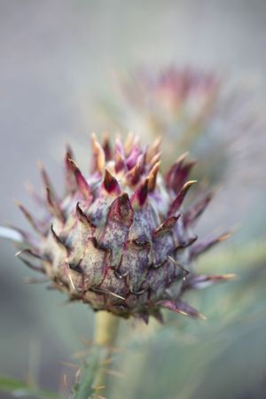 Cynara Cardunculus