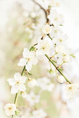 Prunus domestica