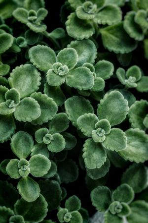 Plectranthus Species