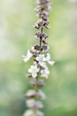 Ocimum kiliman x basilicum